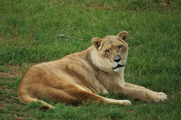 Female Lioness (Panthera Leo)