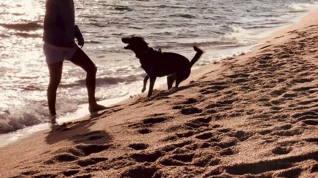 Excited Dog Barking at Human on Beach in Warm Golden Light
