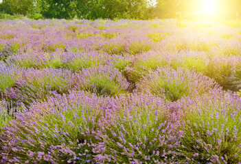 Sunrise Over Bright Lavender Field With Blooming Fragrant Flowers