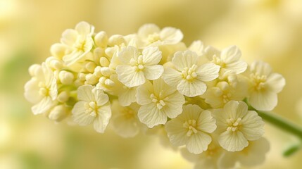 Cluster of delicate, pale yellow flowers