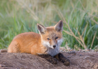 adorable red fox kit on the den gazing at camera