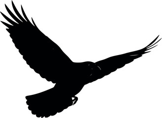 Obraz premium Black Silhouette of Flying Eagle Isolated on White Background