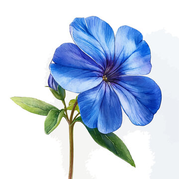 Periwinkle Flower, clipart watercolor vector with gentle, isolated on a white background.