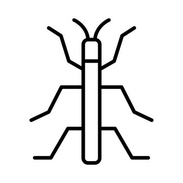 Stick Insect