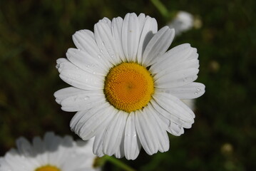 close-up of a white daisy flower, maine island, british columbia, canada 