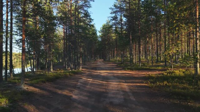 The camera moves forward along a straight dirt road in a pine forest. Tall trees line both sides, casting long shadows on the ground. Sunlight filters through the branches, lighting patches of green