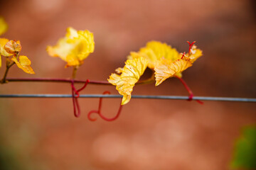 Autumnal Grape Leaves on a Trellis Wire