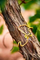 Grapevine Tendril on Textured Trunk