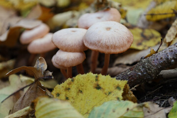 A cluster of small light brown mushrooms grows among fallen yellow and brown leaves in an autumn forest. This detailed macro shot highlights the texture of the caps and the natural harmony of the fore