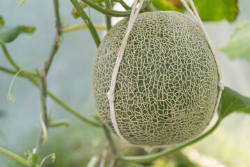 Closeup to  Fresh green melon in greenhouse
