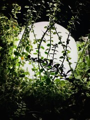 street light sphere in leaves in the dark