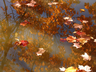 autumn leaves in water with tree reflection