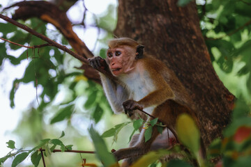 Fototapeta premium Curious monkey sitting on a tree and looking
