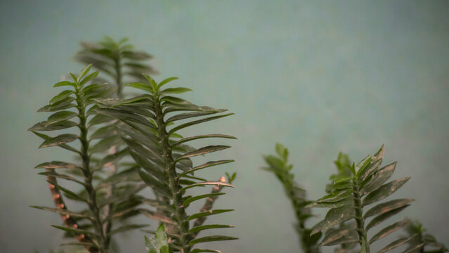 Small Green Succulent Plant Against an Old Turquoise Wall