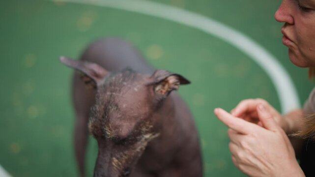 white woman feeding mangy dog in closeup on green court, fingers offering small treat while inspecting sore skin and muzzle, tender soothing gestures and patient attention, compassionate outdoor