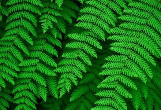Intricate fern fronds, overlapping layers creating textured backdrop,  leaf,  plant
