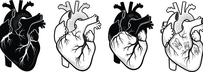 Human heart anatomy vector illustration set, hand drawn medical organ sketches, black and white anatomical heart design collection