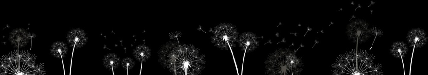 Horizontal border of white dandelions and scattering seeds on black