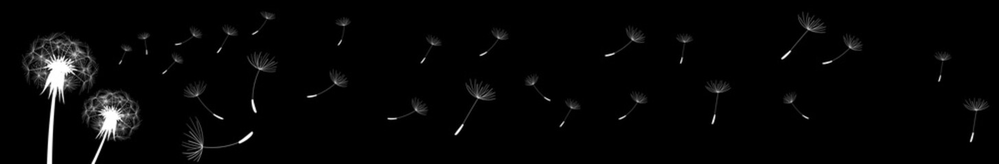 Blowing white dandelion seeds flying from left to right on black