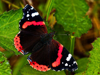 A vibrant Red Admiral butterfly rests delicately on a lush green leaf.