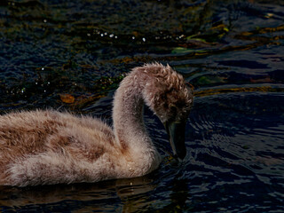 Witness the serene beauty of a young swan as it claims the tranquil waters as its own playground.