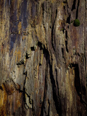 A geological symphony in stone, where layers tell tales of ancient pressures and elemental forces. A natural wonder in close-up.