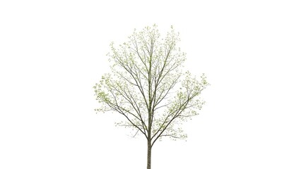 Obraz premium A tree with new light green leaves in early spring against a white background