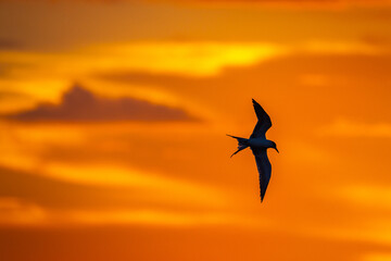 Tern Silhouette on Colorful Sky Background