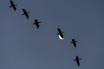 Cormorant Flyover with Crescent Moon