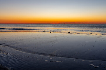 Beach before Sunrise with Birds