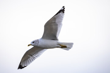 Ring-billed Gull in Flight