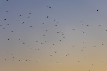 Morning Sky full of Birds