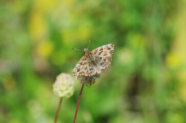 butterfly on a flower. Hesperiidae