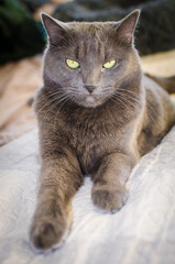 Gray cat lying comfortably on soft bed