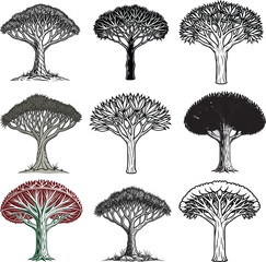 Dragon&rsquo;s Blood Tree (Dracaena cinnabari) Single-Color Vector Botanical Illustration