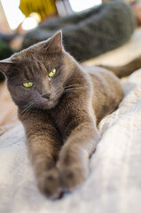Gray cat lying comfortably on bed