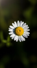 daisy flower closeup