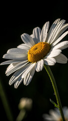 daisy flower closeup