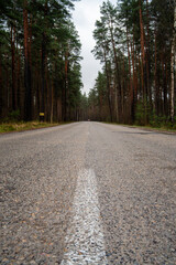 Low-Angle View of a Wet Forest Road Surrounded by Pines