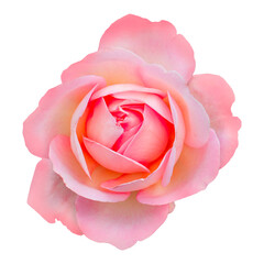 Close-up of a soft pink rose in full bloom, isolated on a white background, featuring delicate layered petals and a romantic pastel tone, symbolizing love, beauty, and elegance. romantic look.