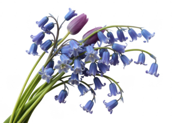 Bluebells and tulip buds isolated on a transparent background flowers purple
