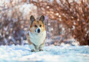 cute corgi dog sitting in winter sunny christmas garden
