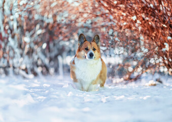 cute corgi dog sitting in winter sunny christmas garden
