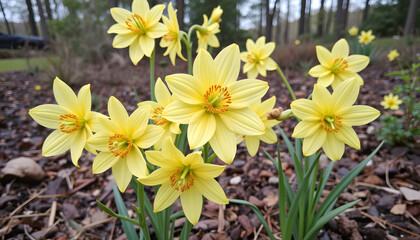 A cluster of yellow daffodil flowers blooming in a spring garden. Close-up of narcissus flowers with orange stamens in a woodland setting