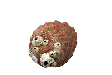 Coquille  d'un ormeau