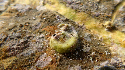 Calcareous tubeworm or fan worm, plume worm or red tube worm (Serpula vermicularis) shell undersea, Ligurian Sea, Italy, Imperia