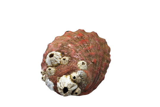 Coquille  d'un ormeau