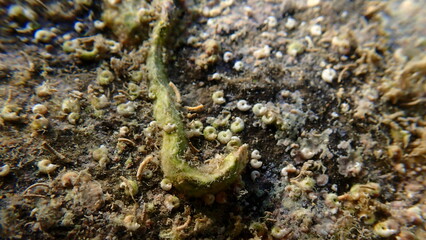 Calcareous tubeworm or fan worm, plume worm or red tube worm (Serpula vermicularis) shell undersea, Ligurian Sea, Italy, Imperia