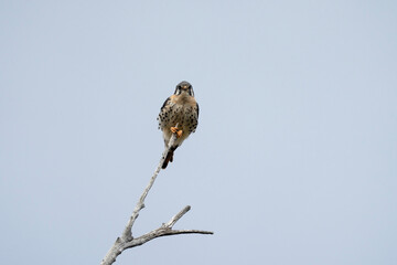 American kestrel is perched on a dead tree, Falco sparverius in El Chalten, Argentina