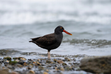Blackish oystercatcher by the sea, Haematopus ater in Argentina